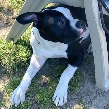 Pit Bull Terrier and Labrador Retriever Dogs Available for Adoption in Newark, New Jersey - Gotti | PetCurious