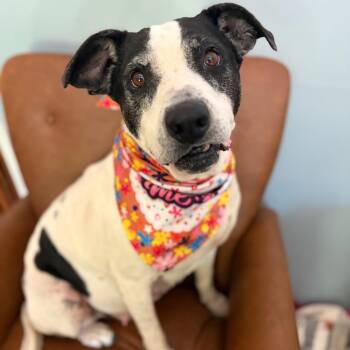 Millie -  Mixed Breed Dog for Adoption in Sequatchie, Tennessee - Millie | PetCurious