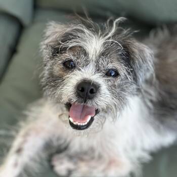 Shih Tzu Dogs Available for Adoption in Temecula, California - Onyx | PetCurious