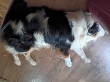 Marshmallow -  Australian Shepherd Dog for Adoption in Crocker, Missouri - Marshmallow | PetCurious