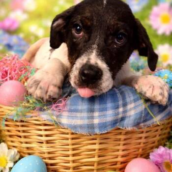 Mixed Breed Dogs Available for Adoption in Fredericksburg, Virginia - Miranda Bailey | PetCurious