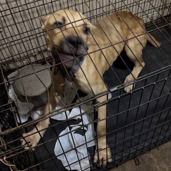 Boomer -  Mixed Breed Dog for Adoption in Columbus, Georgia - Boomer | PetCurious
