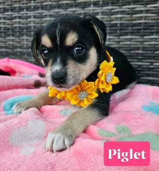 Chihuahua and Miniature Pinscher Dogs Available for Adoption - Piglet | PetCurious
