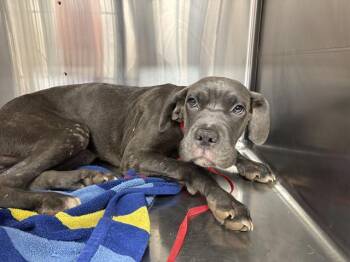RUTH -  Cane Corso and Mixed Breed Dog for Adoption in Grand Prairie, Texas - RUTH | PetCurious