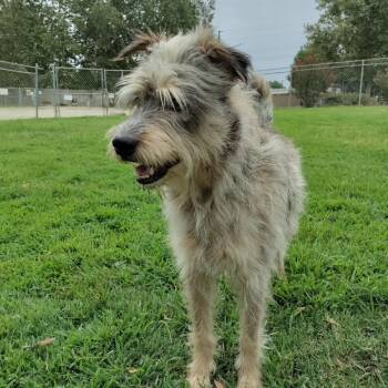 Rescue Standard Poodle and Australian Shepherd Dogs for Adoption in San Jacinto, California - Jimmy | PetCurious