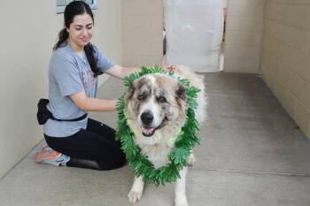 Echo -  Great Pyrenees Dog for Adoption in Mckinney, Texas - Echo | PetCurious