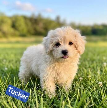 Havanese Dogs Available for Adoption in Wheelersburg, Ohio - Tucker | PetCurious