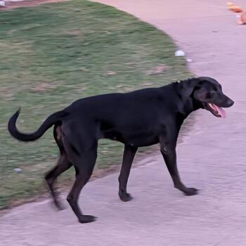 Missy -  Black Labrador Retriever Dog for Adoption in Mount Vernon, Arkansas - Missy | PetCurious