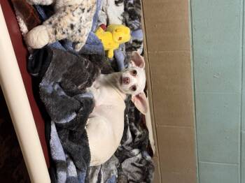 Rescue Chiweenie Dogs for Adoption in Sequatchie, Tennessee - Snowball | PetCurious