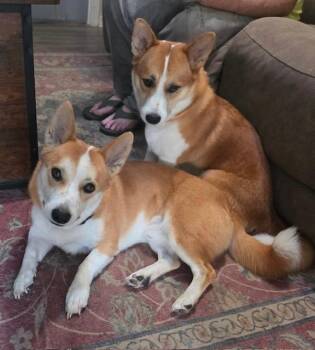 Max -  Cardigan Welsh Corgi Dog for Adoption in Memphis, Tennessee - Max | PetCurious