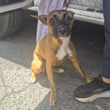 Gingersnap -  Feist Dog for Adoption in Wahiawa, Hawaii - Gingersnap | PetCurious