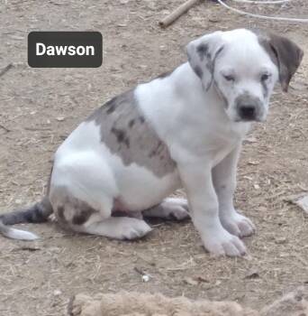 Catahoula Leopard Dog Dogs Available for Adoption - Dawson | PetCurious