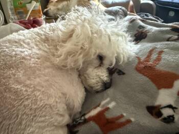 Poodle Dogs Available for Adoption in Alexandria, Kentucky - Daisy | PetCurious