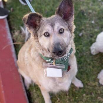Shepherd Dogs Available for Adoption in San Diego, California - Jasper | PetCurious