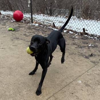 Licorice -  Labrador Retriever and Mixed Breed Dog for Adoption in Grand Rapids, Michigan - Licorice | PetCurious