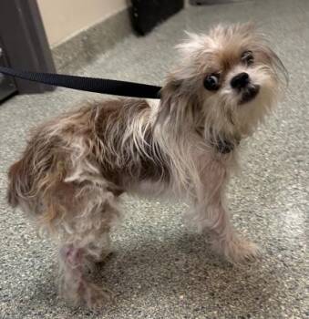 Buddy Holly -  Shih Tzu and Mixed Breed Dog for Adoption in Kansas City, Missouri - Buddy Holly | PetCurious