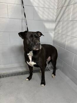 American Bulldog and Mixed Breed Dogs Available for Adoption in Winter Haven, Florida - REBA | PetCurious