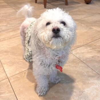 Princess -  Lhasa Apso and Poodle Dog for Adoption in Apple Valley, California - Princess | PetCurious