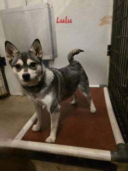 Klee Kai Dogs Available for Adoption - Lulu | PetCurious