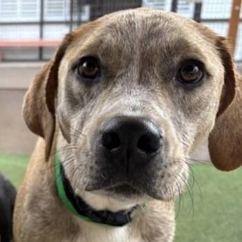 Yellow Labrador Retriever and Mixed Breed Dogs Available for Adoption in Phoenix, Arizona - Koda | PetCurious