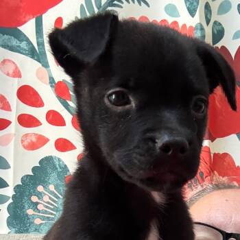 Rescue Chihuahua and Mixed Breed Dogs for Adoption in Kansas City, Missouri - Toast | PetCurious