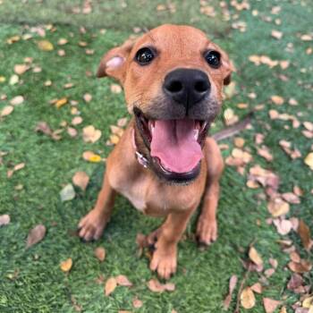 Reeses -  Terrier and Mixed Breed Dog for Adoption in Sunrise, Florida - Reeses | PetCurious