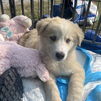 Bubbles -  Husky Dog for Adoption in Bellingham, Washington - Bubbles | PetCurious