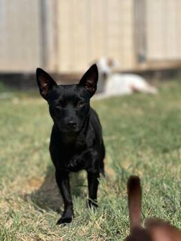 Dollz -  Rat Terrier Dog for Adoption in Gainesville, Virginia - Dollz | PetCurious