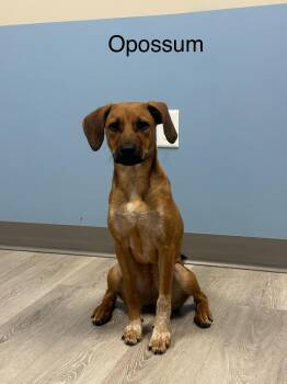 Opossum -  Australian Cattle Dog Blue Heeler Dog for Adoption in Ulster, Pennsylvania - Opossum | PetCurious