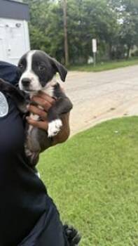 FANTA -  Mixed Breed Dog for Adoption in Dallas, Texas - FANTA | PetCurious