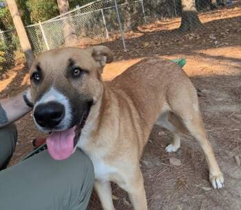 Rescue Shepherd Dogs for Adoption in Little Rock, Arkansas - Monkey | PetCurious