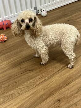 Poodle Dogs Available for Adoption in Matthews, North Carolina - Tan With Brown Ears (oodles Of Poodles) | PetCurious