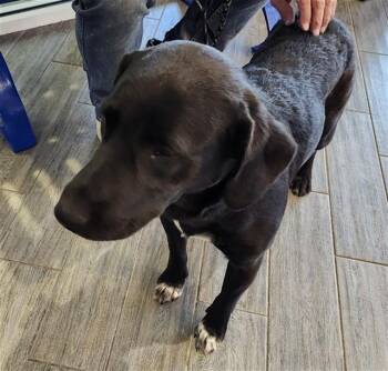 Labrador Retriever and Mixed Breed Dogs Available for Adoption in St. Louis, Missouri - SEBASTIAN | PetCurious