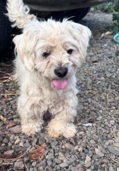 Thumper -  Shih Tzu and Chihuahua Dog for Adoption in Seattle, Washington - Thumper | PetCurious