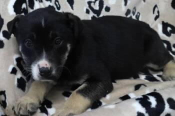 Shepherd Dogs Available for Adoption - Ojiga | PetCurious
