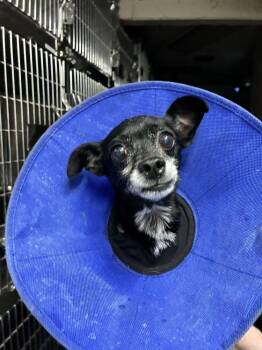 King Leo James -  Chihuahua Dog for Adoption in Marietta, Georgia - King Leo James | PetCurious