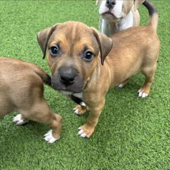 Yukon 3028 -  Mixed Breed Dog for Adoption in Loxahatchee Groves, Florida - Yukon 3028 | PetCurious