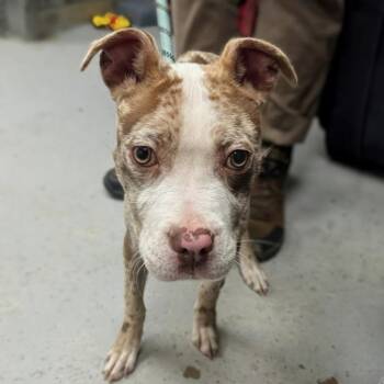 Mixed Breed Dogs Available for Adoption - Hazel | PetCurious