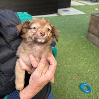 BONNIE -  Spaniel and Mixed Breed Dog for Adoption in Richmond, California - BONNIE | PetCurious