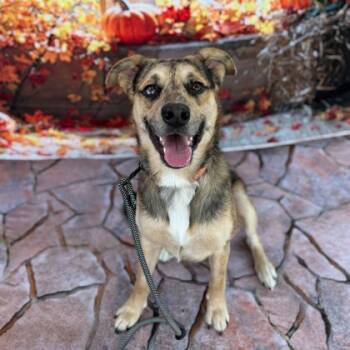 Rescue Catahoula Leopard Dog and Mixed Breed Dogs for Adoption in Bryan, Texas - 59805644 | PetCurious