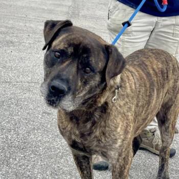 Rescue Mastiff Dogs for Adoption in Columbia, South Carolina - Zee | PetCurious