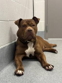 BABY DEE -  Pit Bull Terrier Dog for Adoption in Indianapolis, Indiana - BABY DEE | PetCurious
