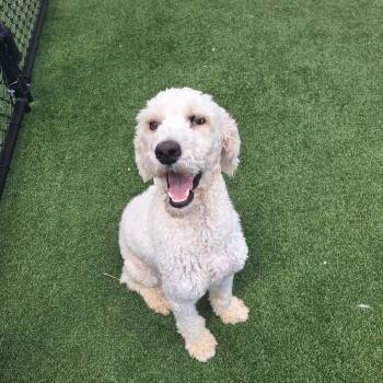 Rhea Rah Rah 9299 -  Standard Poodle and Mixed Breed Dog for Adoption in Loxahatchee Groves, Florida - Rhea Rah Rah 9299 | PetCurious