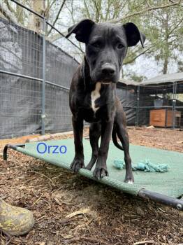 Labrador Retriever and Shepherd Dogs Available for Adoption - Orzo (Noodle Pups) | PetCurious