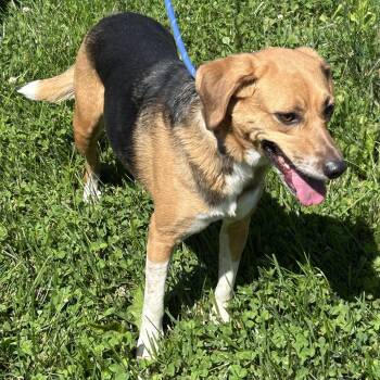 Jenn -  Beagle Dog Available for Adoption in Cincinnati, Ohio - Jenn | PetCurious