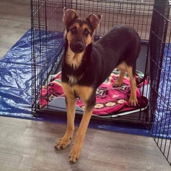 German Shepherd Dog and Terrier Dogs Available for Adoption - Bella3 | PetCurious