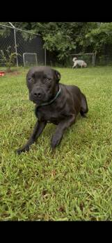 MICKY -  American Staffordshire Terrier Dog for Adoption in Newborn, Georgia - MICKY | PetCurious