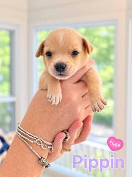 Pippin - Willow Mae Litter -  Mixed Breed Dog for Adoption in Holly Springs, North Carolina - Pippin - Willow Mae Litter | PetCurious