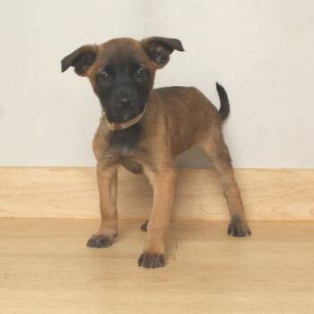 Rescue Australian Shepherd and Shepherd Dogs for Adoption in Minnetonka, Minnesota - Sylvia D66872 | PetCurious