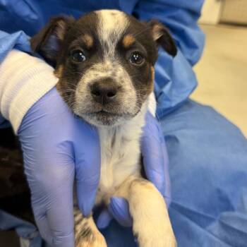 Cattle Dog and Mixed Breed Dogs Available for Adoption in Charlottesville, Virginia - Avery | PetCurious